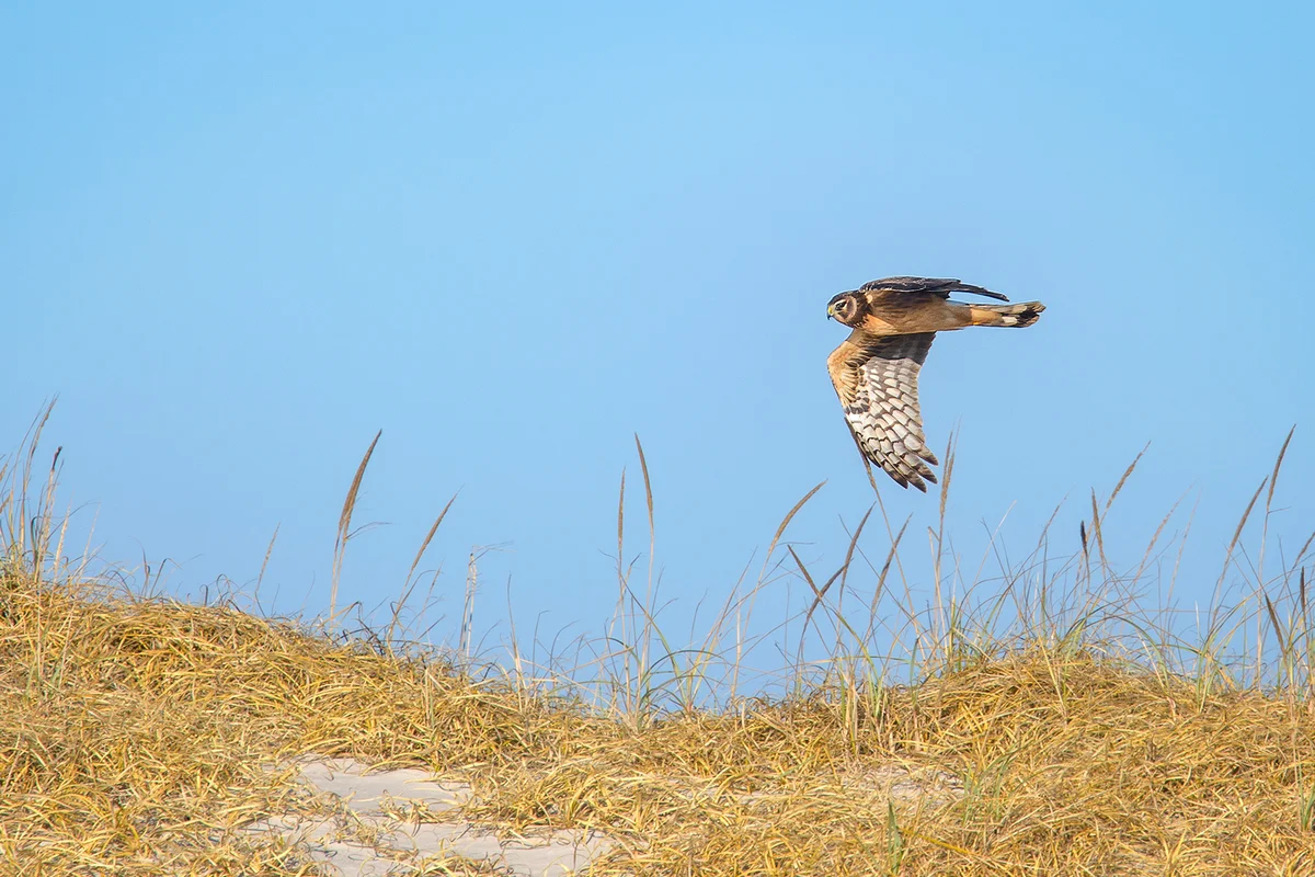 Beautiful elegance of a Northern Harrier hawk in flight