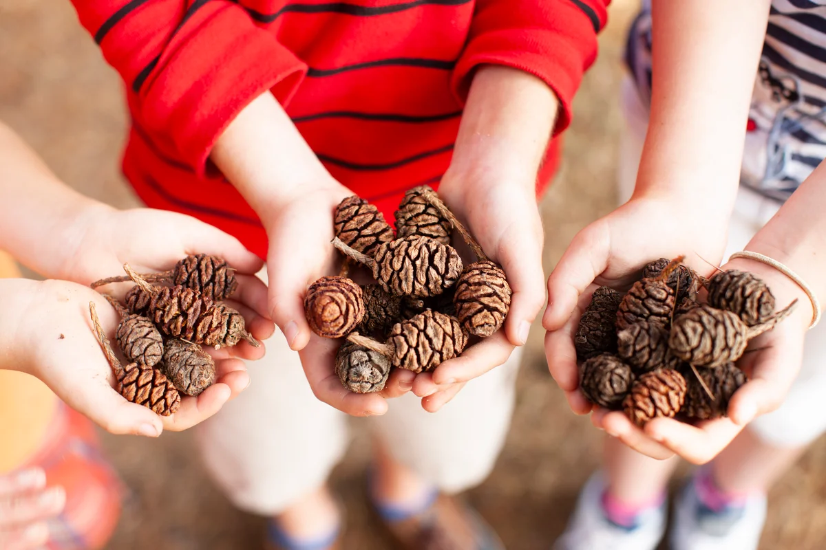 Hands Holding Pinecones