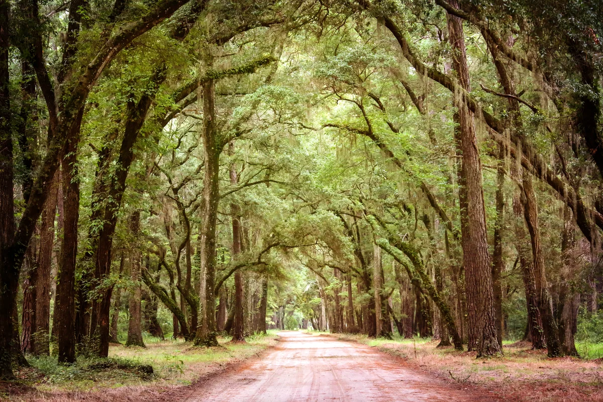 Beautiful dirt road surrounded by tall lush trees