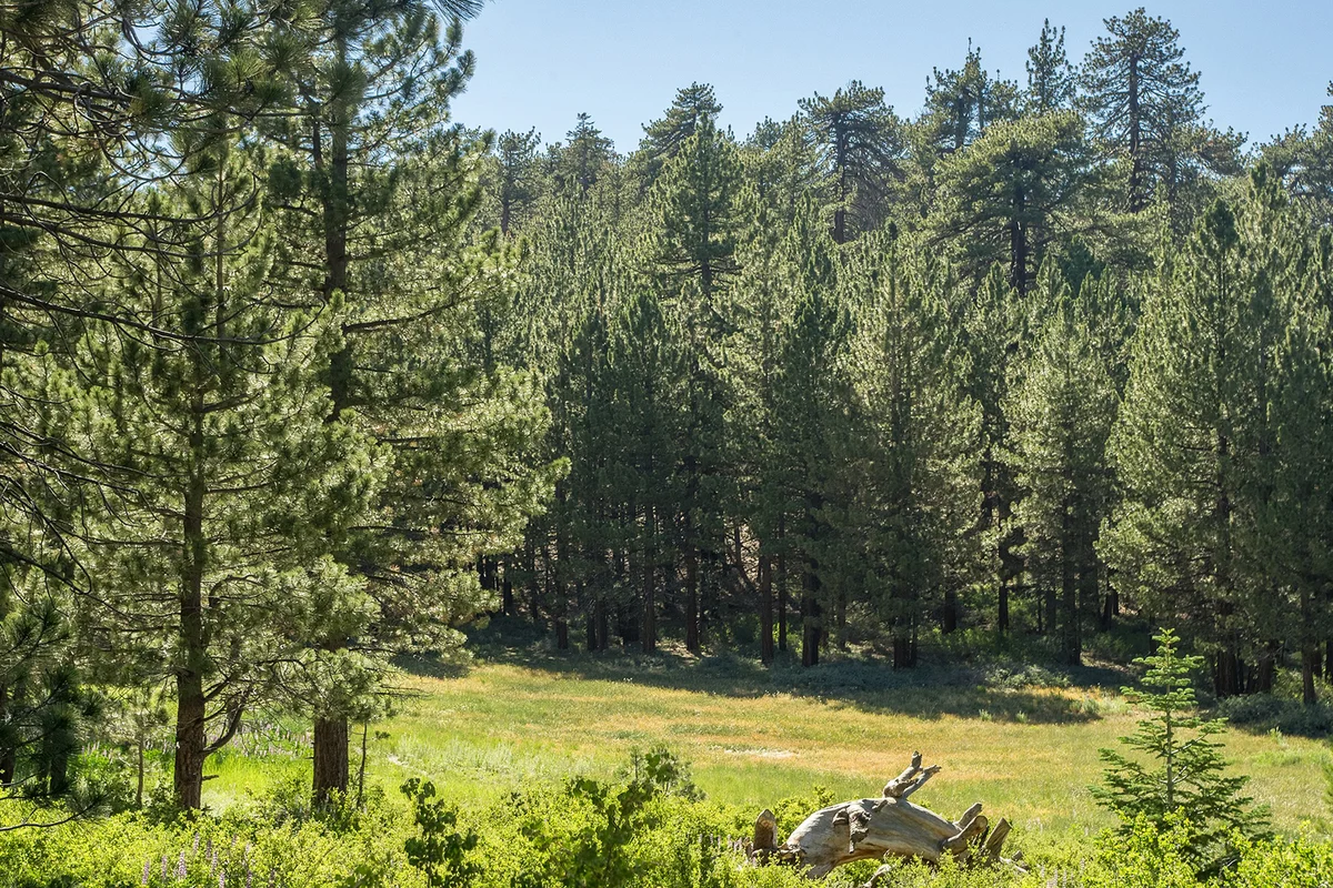 Jeffrey Pine forest atop Mt Pinos