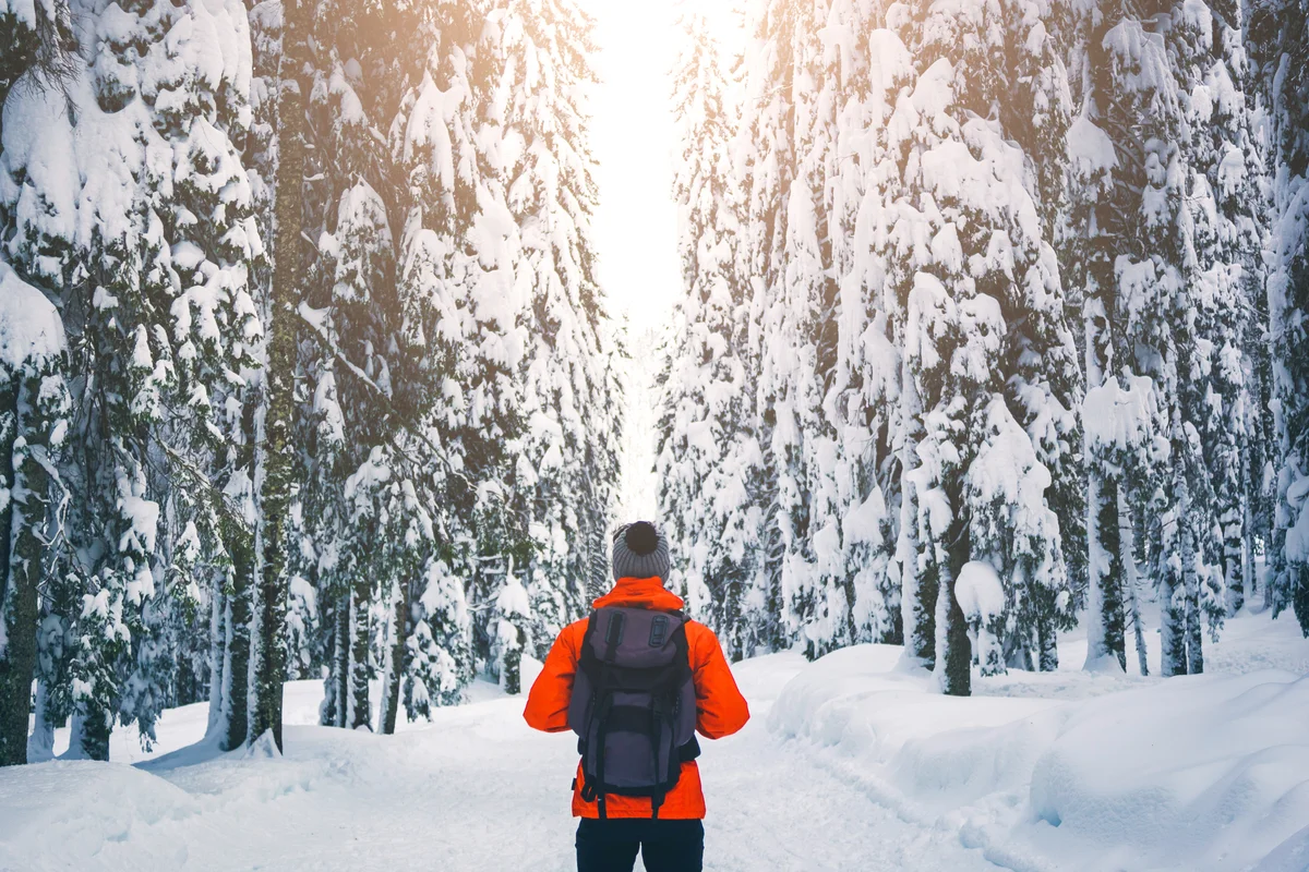 Walk in winter forest