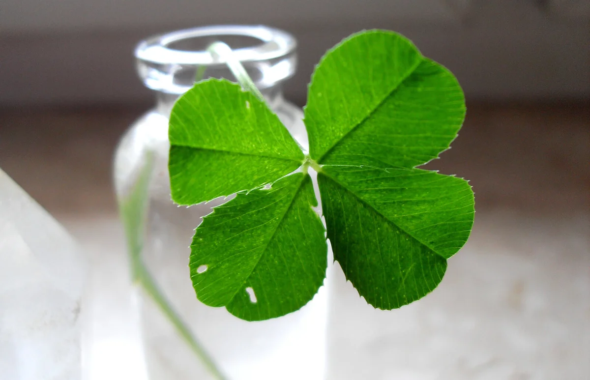 Lucky Clover