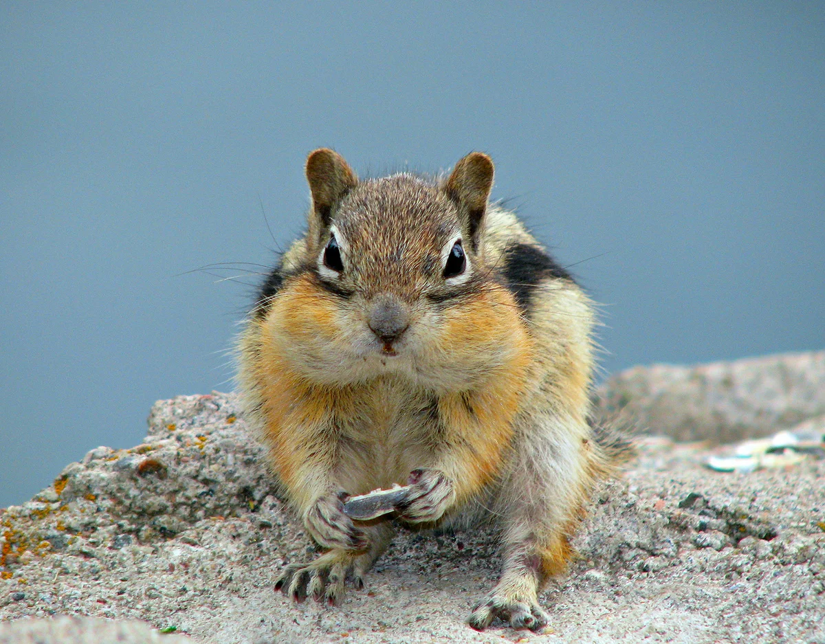 Chipmunk