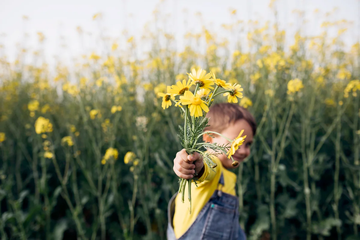 Little boy's hand holding picked yellow flowers