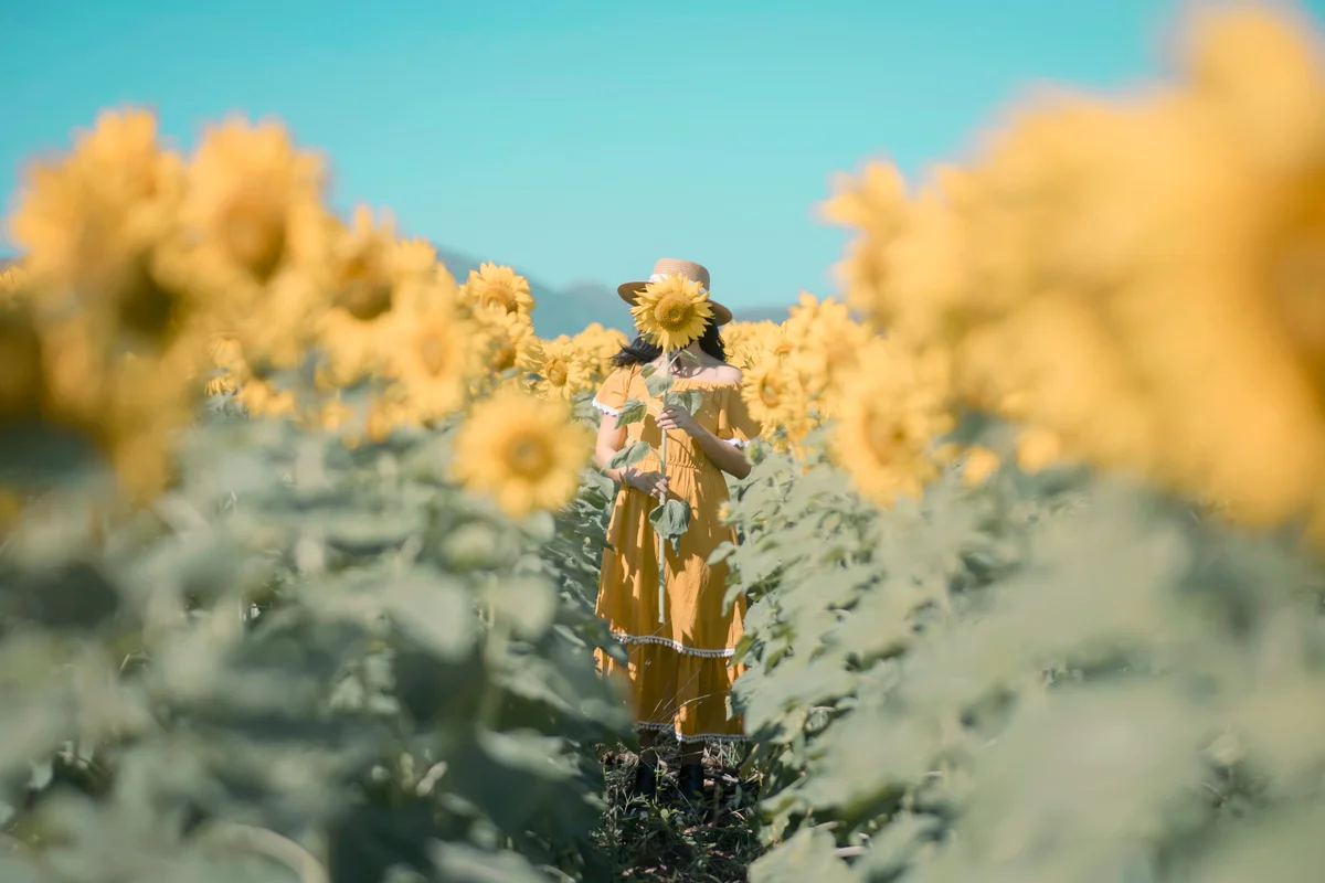 Young Woman Standing In Sunflower Field