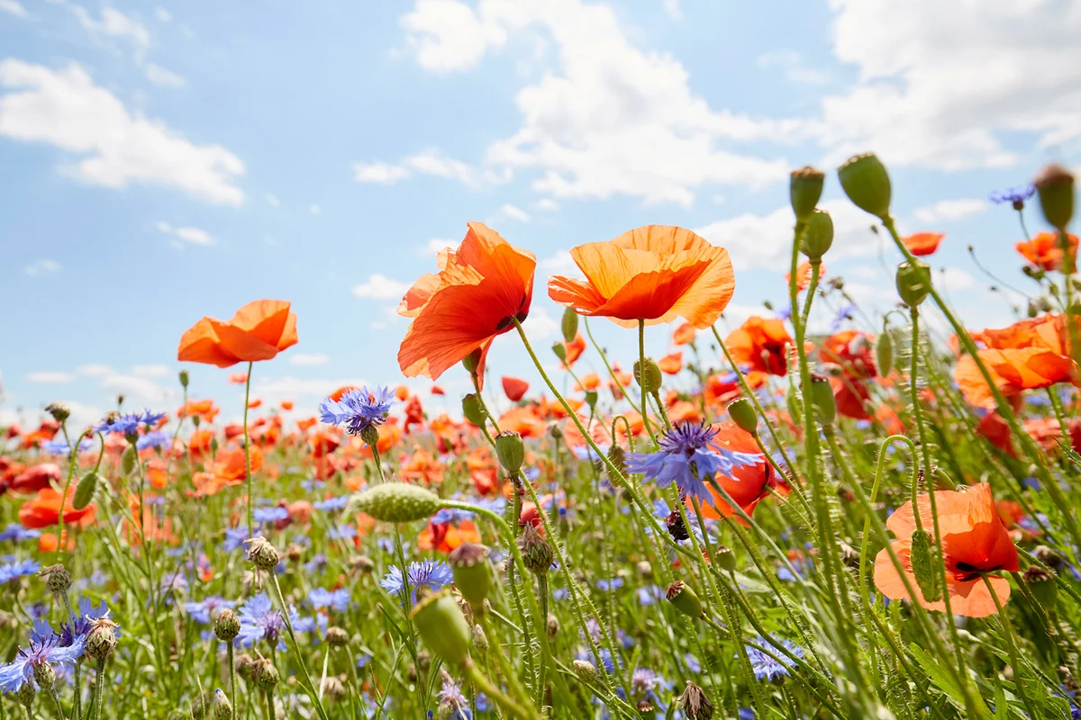 Close-Up of poppies and cornflowers on meadow against sunlight and blue sky