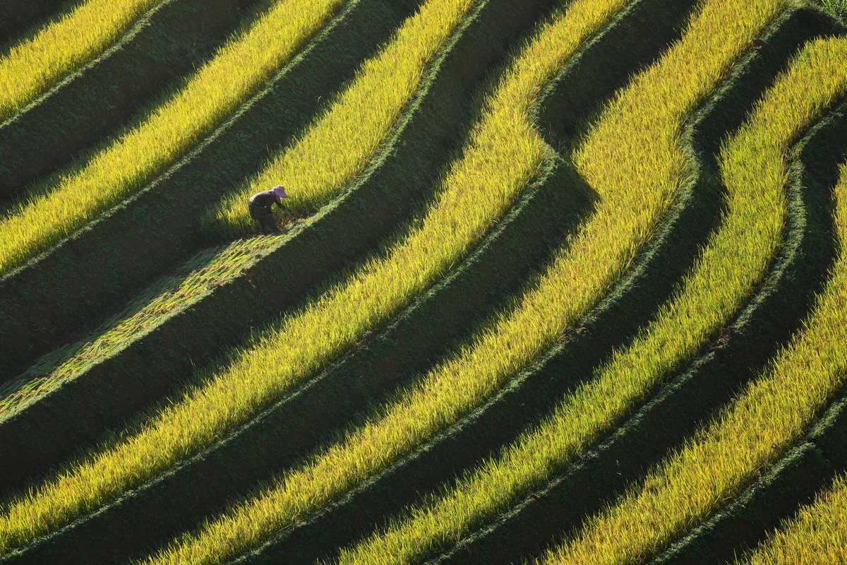 Rice field terrace farm