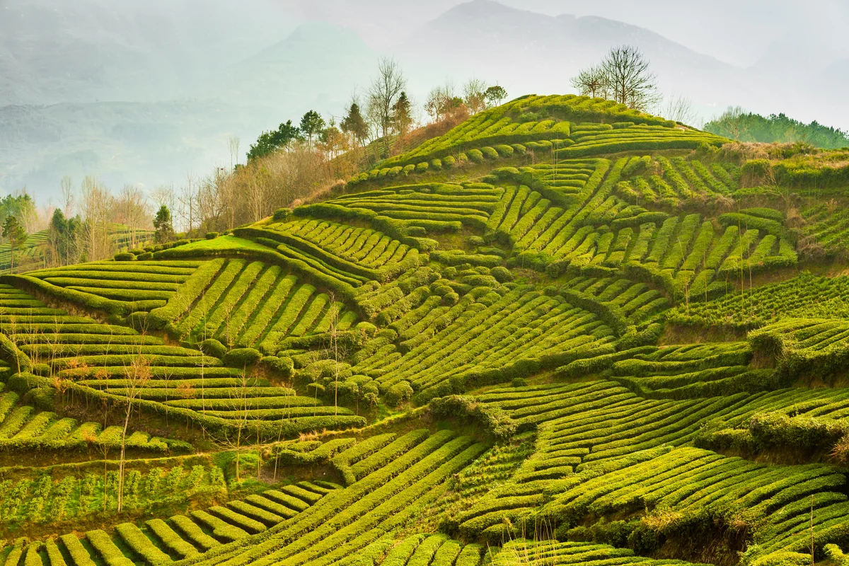 Contour farming tea garden