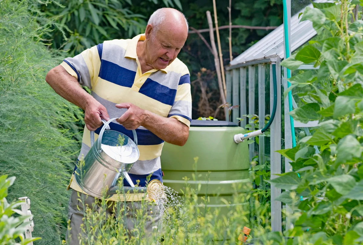 Man Watering Vegetable Garden From Rain Barrel
