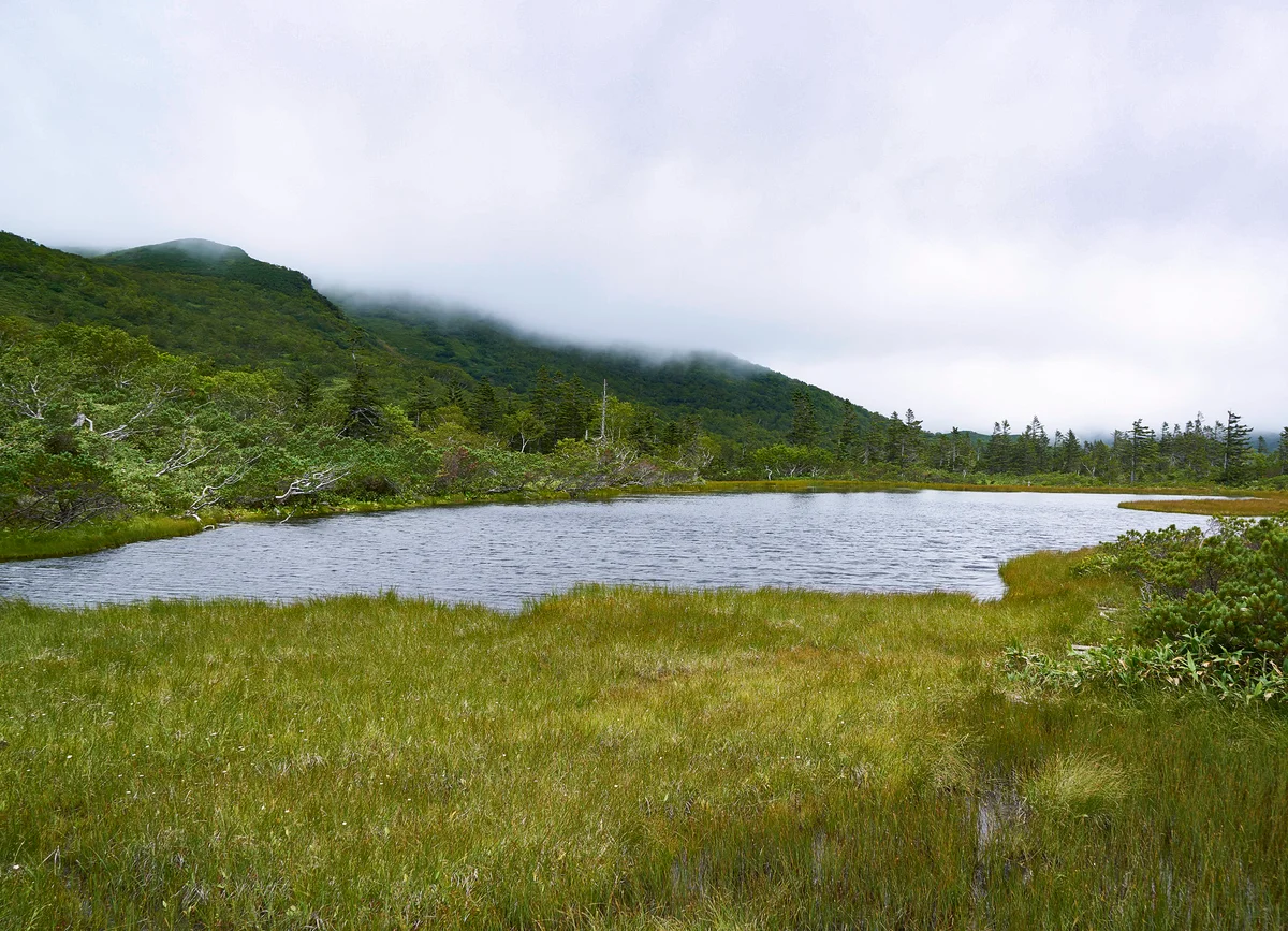 Pond and surrounding wetlands