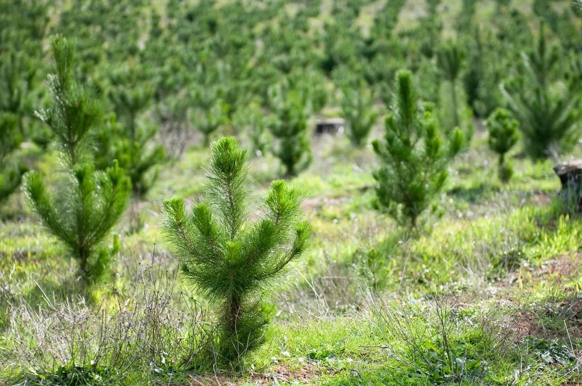 Rows of recent planted of young pine trees