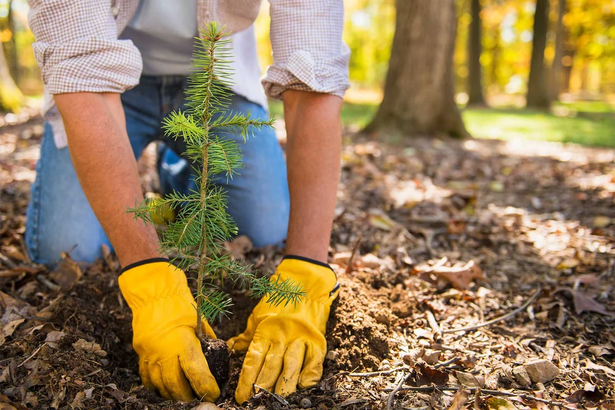 man planting a tree in forest