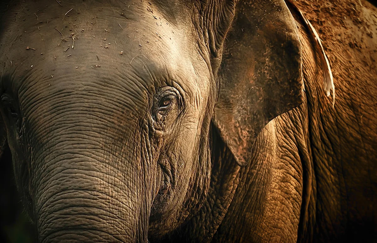 A bull elephant in Thailand