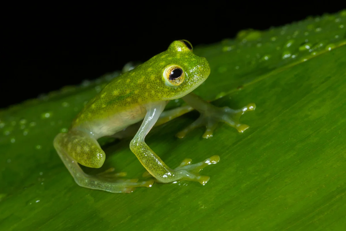Fleischmann's glass frog (Hyalinobatrachium fleischmanni), Costa Rica
