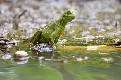green basilisk lizard