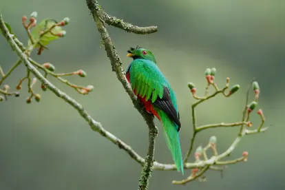 Crested Quetzal bird on branch