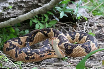 Venomous Bushmaster snake
