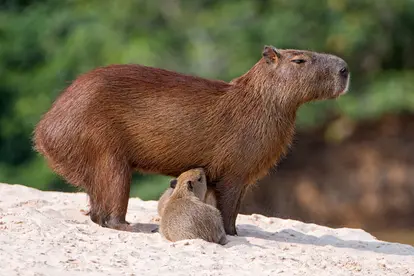 Baby capybara with mother in Pantanal, Brazil