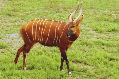 Bongo animal
