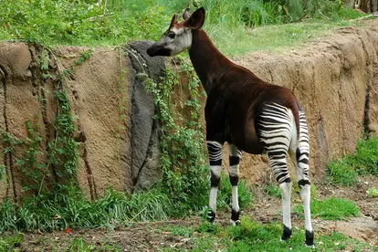 Okapi