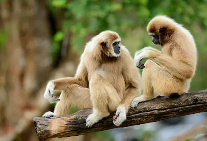 White-handed gibbons sitting on branch