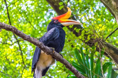Rhinoseros Hornbill