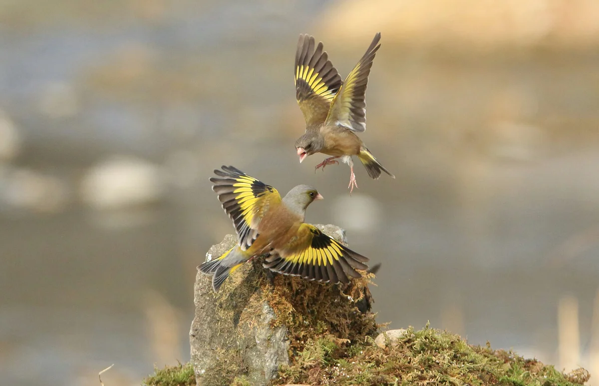 Two Goldfinches Of Prey Fight Each Other