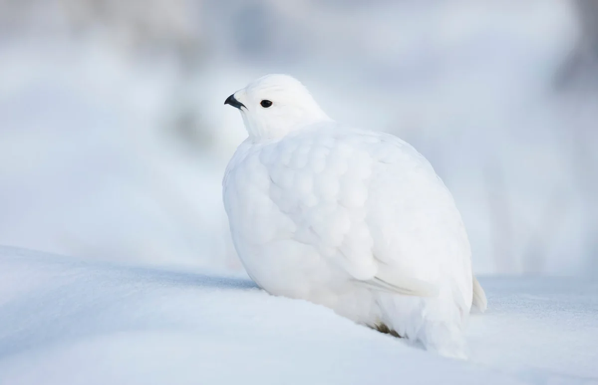 Willow ptarmigan in snow