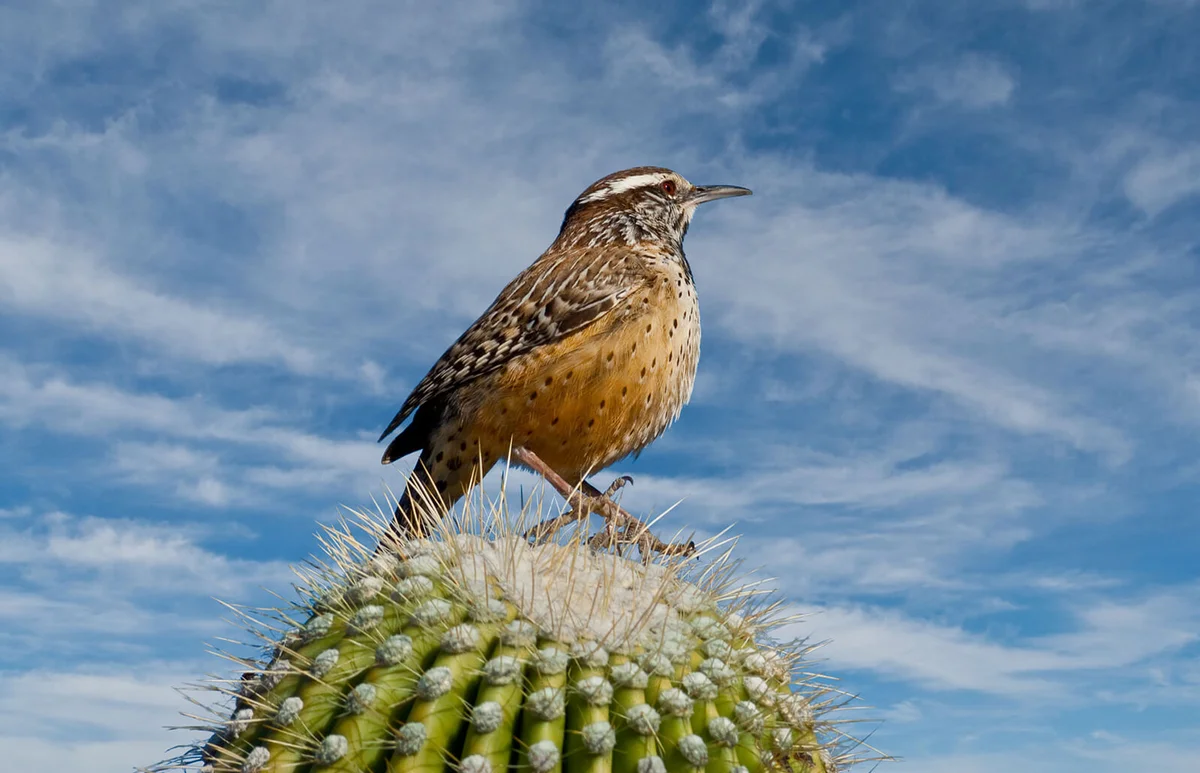 Cactus Wren on a Saguaro Cactus