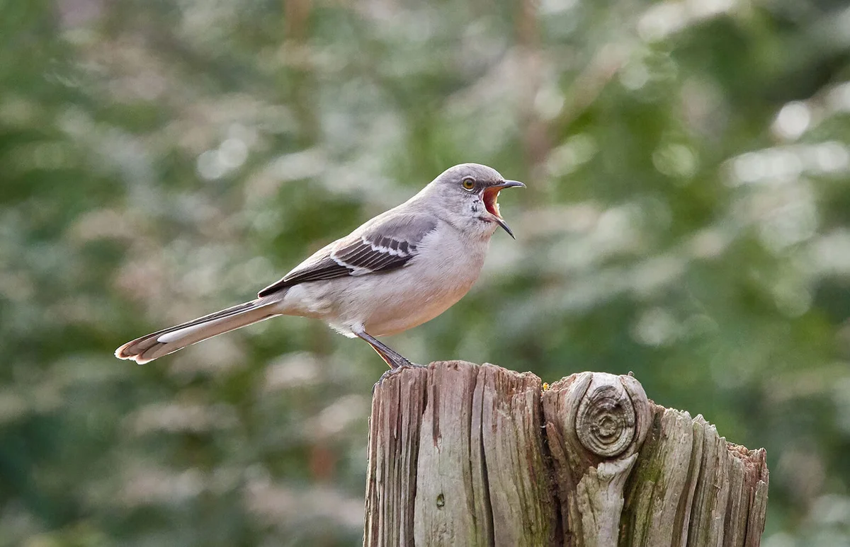 Northern Mockingbird