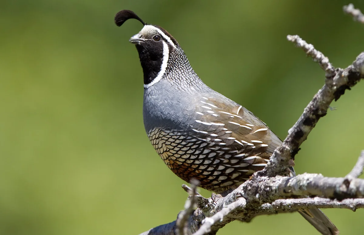 California Quail perching on tree branch