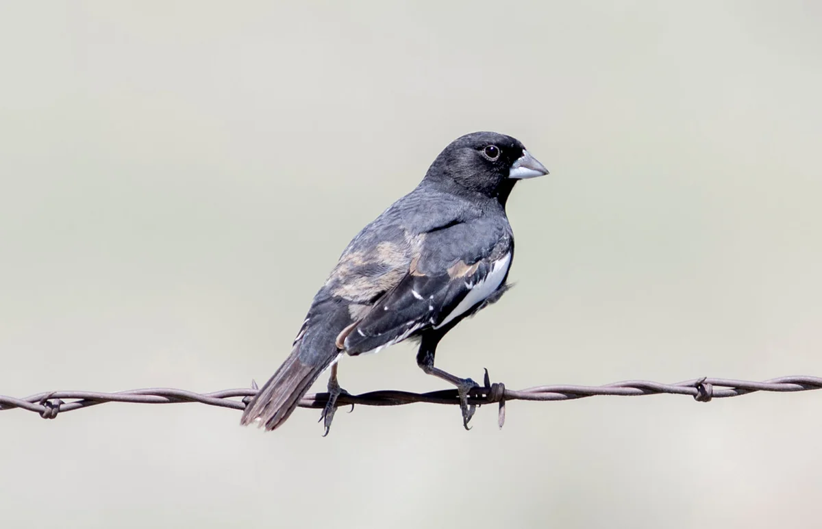 Male Lark Bunting (Calamospiza melanocorys) Perched on Barbed Wire
