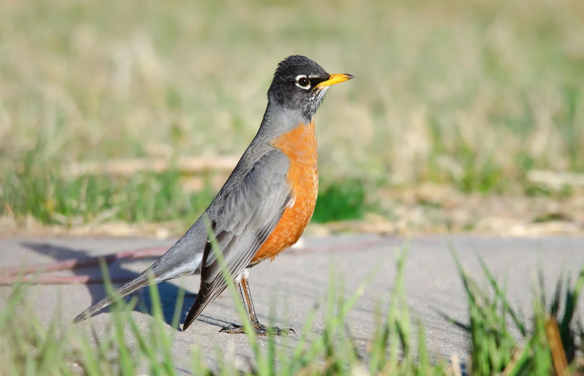 American Robin at the park