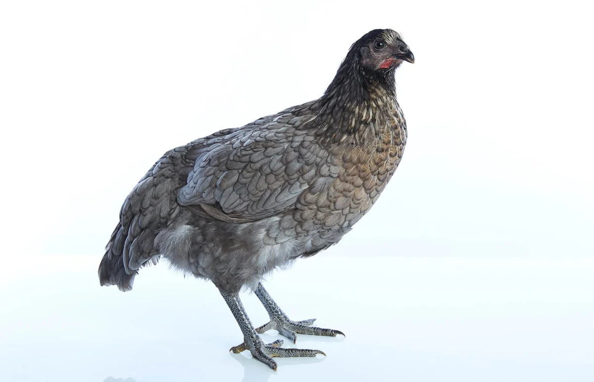 Delaware big blue hen | ID 86297919 © Lunamarina | Dreamstime.com