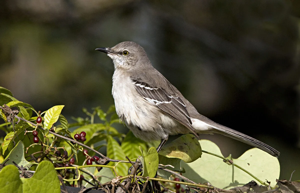 Juvenile Northern Mockingbird