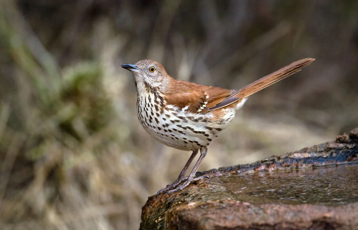Brown thrasher (Toxostoma rufum) on rock
