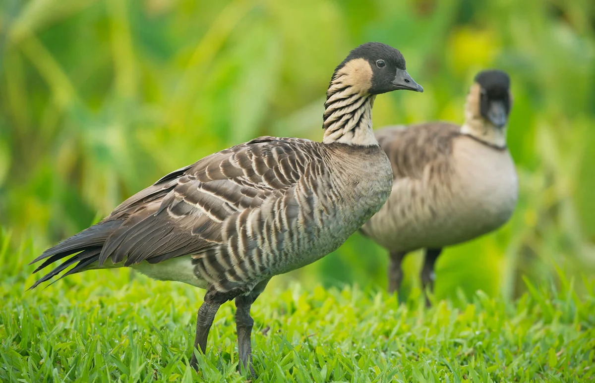 Hawaiian Geese or Nene