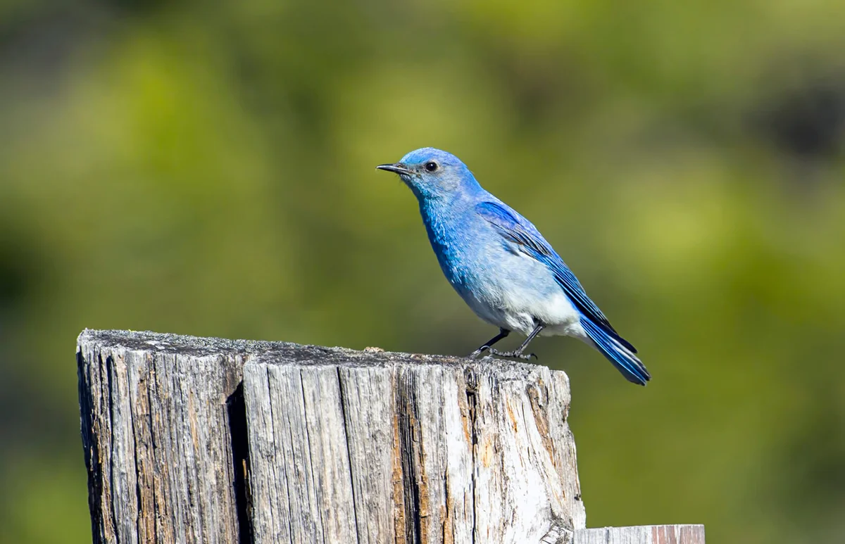 Side profile of mountain bluebird