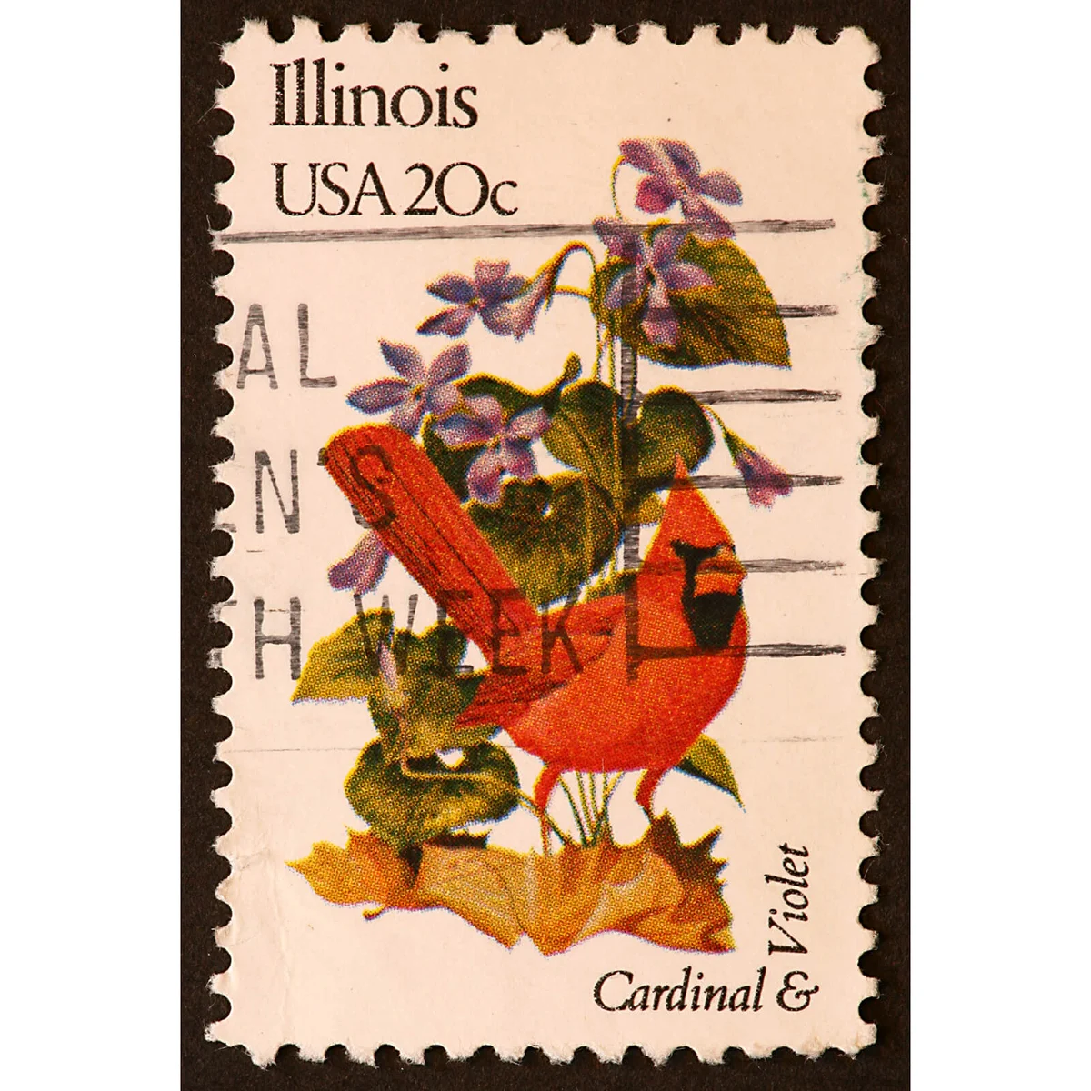 Illinois Cardinal and Violet