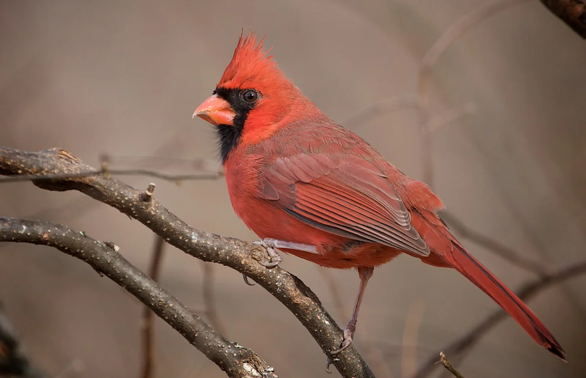 Male Northern Cardinal gazing at something