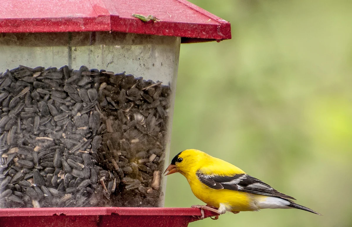 Eastern Goldfinch on a bird feeder