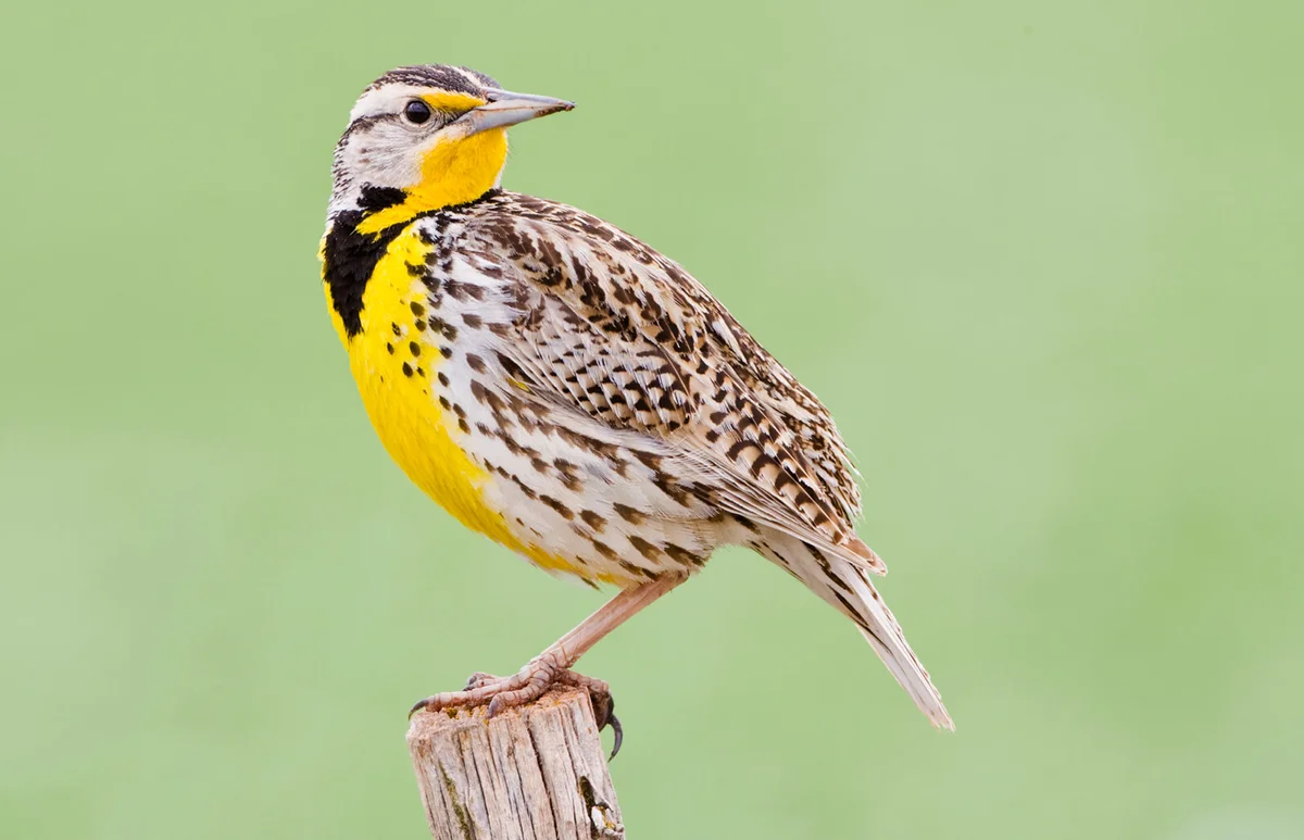 Western meadowlark
