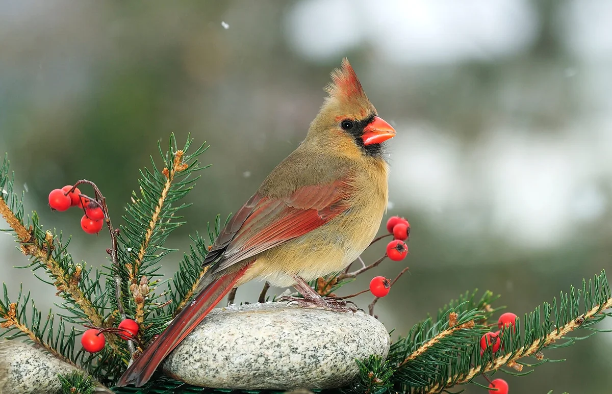 Female cardinal perching