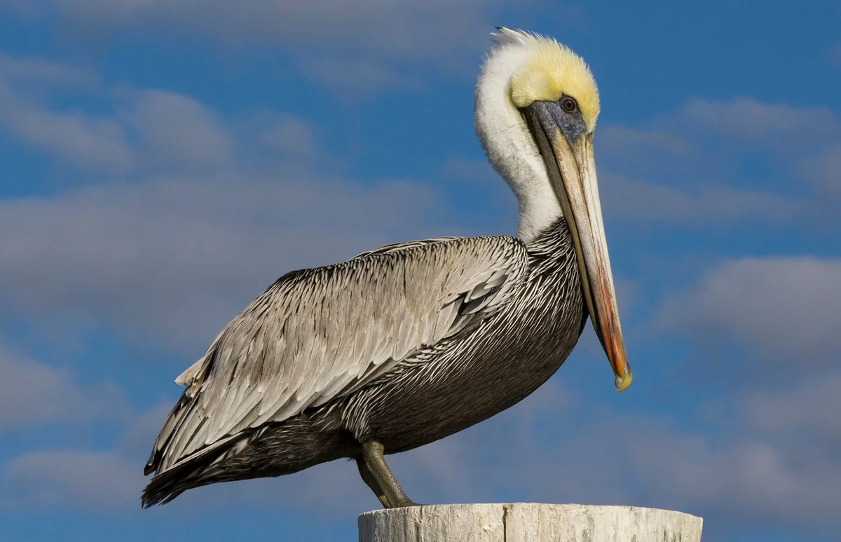 Brown Pelican perched on pole