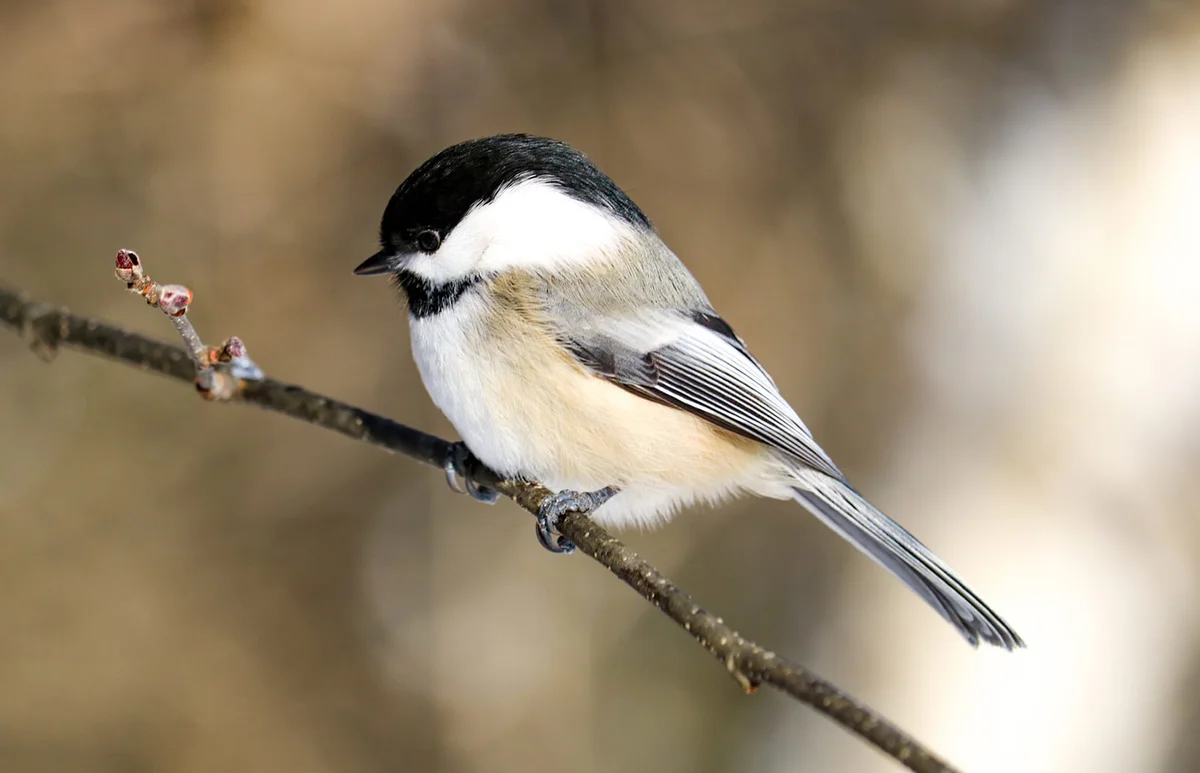 Black-capped Chickadee in Maine