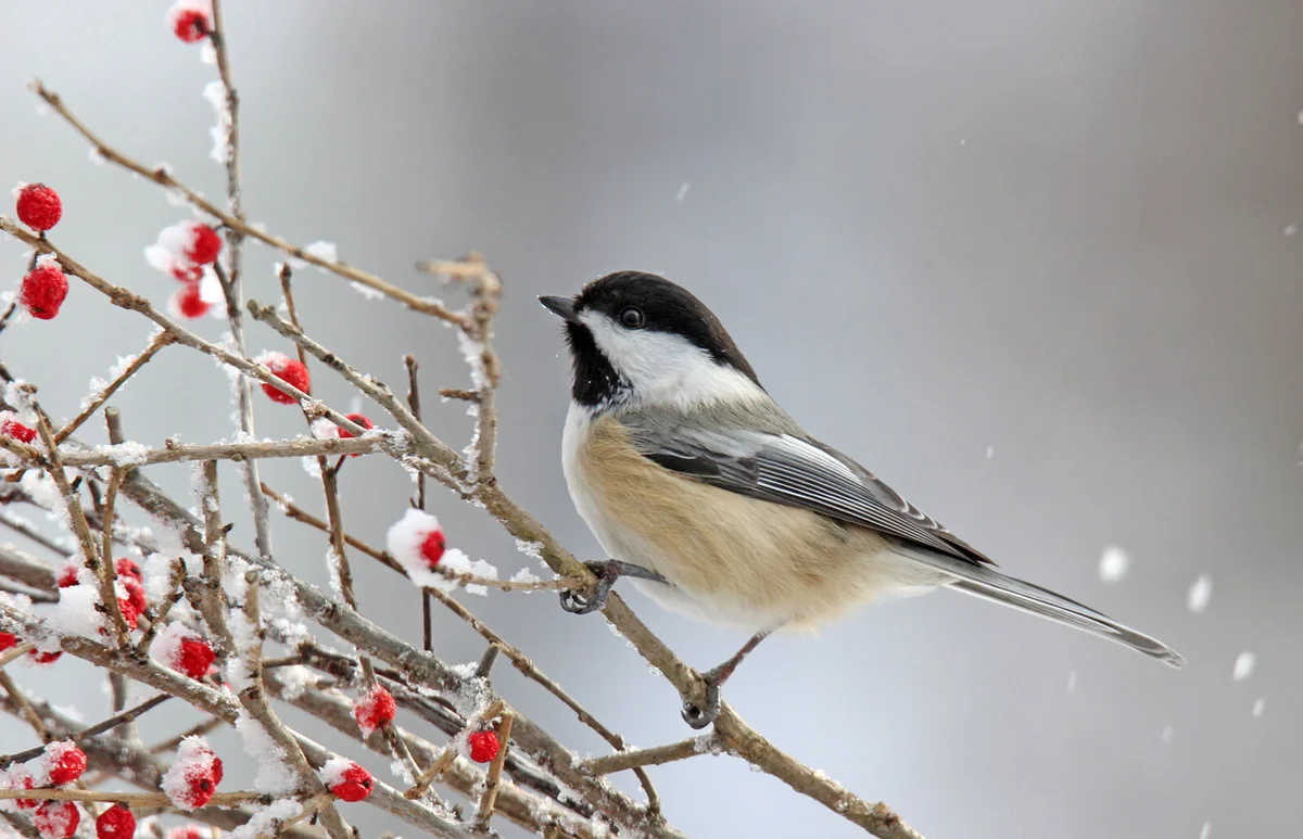 Winter Chickadee on Berries