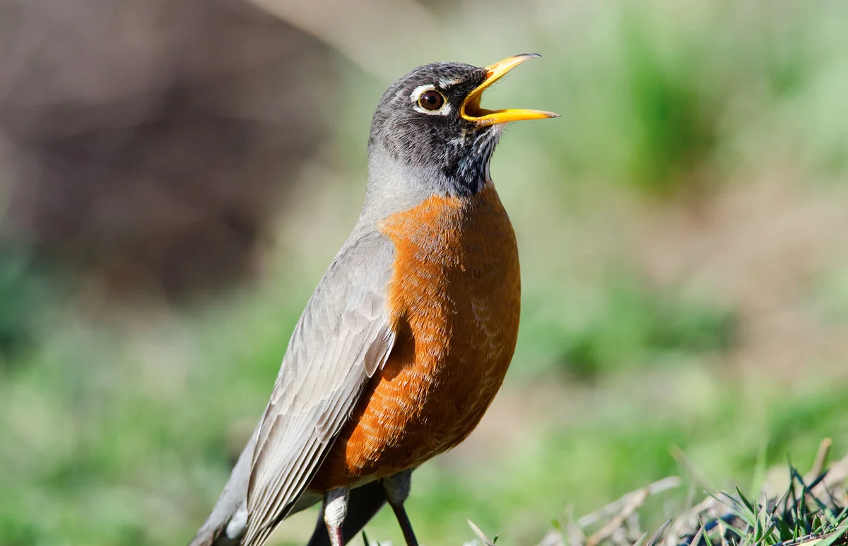 American Robin singing