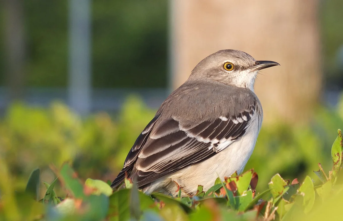 Extreme Close Up Northern Mockingbird