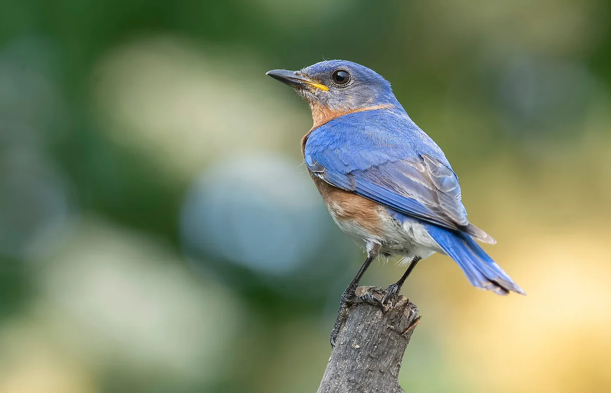 Beautiful male Bluebird perched in the garden