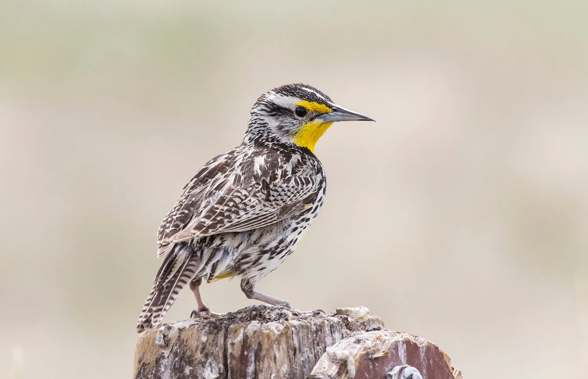 beautiful Western Meadowlark pauses after singing